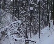 Зимой в лесу девушка делает минет